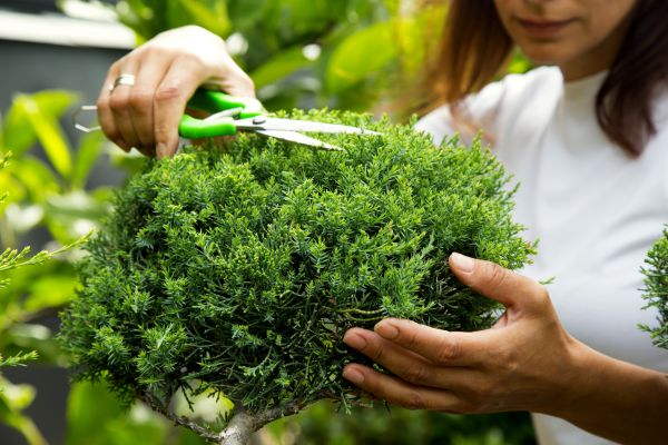 Cost of Juniper Shrub Pruning in Irvine