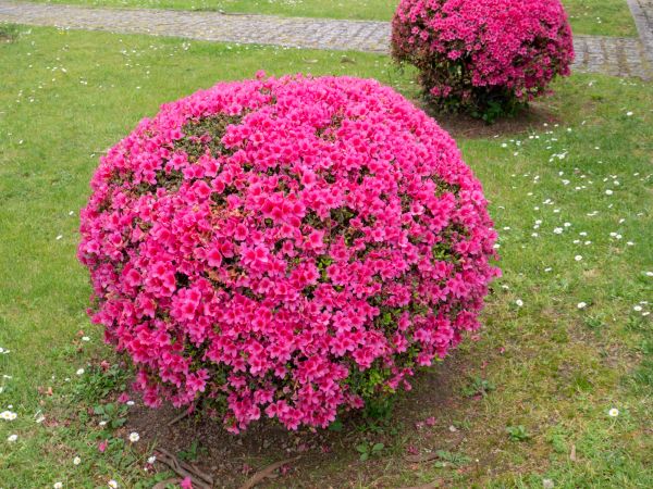Cost of Rhododendron Pruning in Irvine