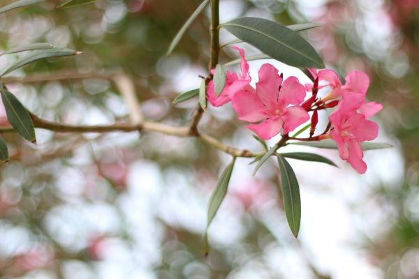 Cost of Oleander Removal in Irvine