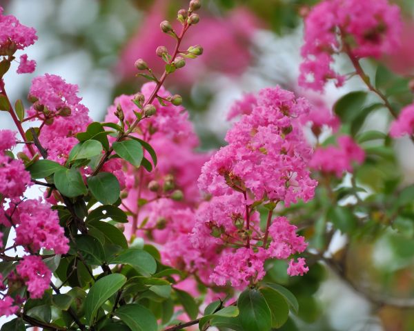 Cost of Crepe Myrtle Removal in Irvine