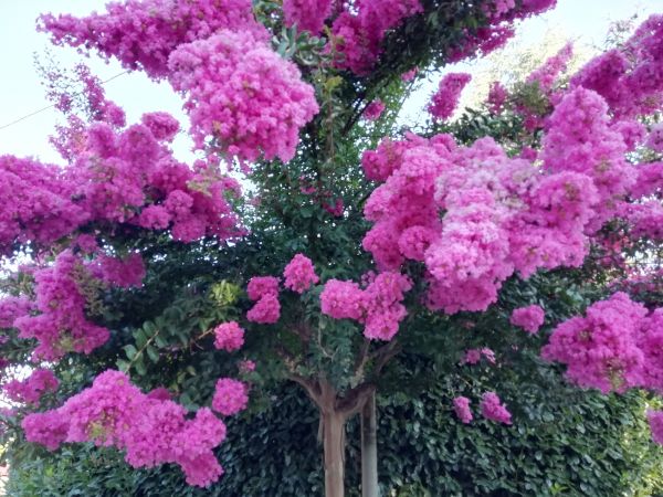 Cost of Crape Myrtle Pruning in Irvine