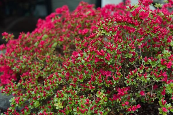 Cost of Weigela Removal Service in Irvine