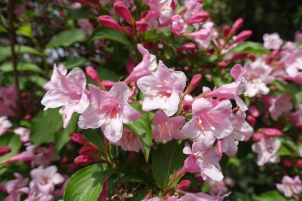 Cost of Weigela Pruning Service in Irvine