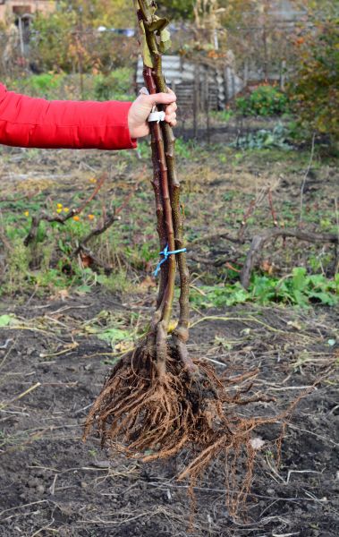 Cost of Shrub Root Removal in Irvine