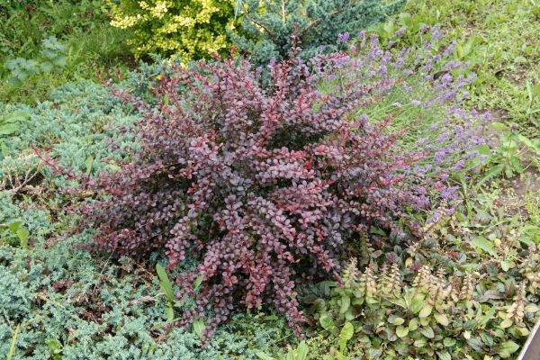 Cost of Japanese Barberry Removal in Irvine