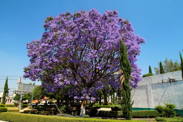 Cost of Jacaranda Pruning in Irvine