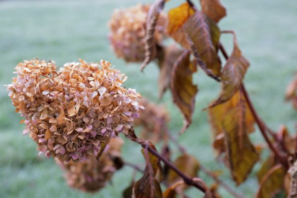 Cost of Hydrangea Removal in Irvine