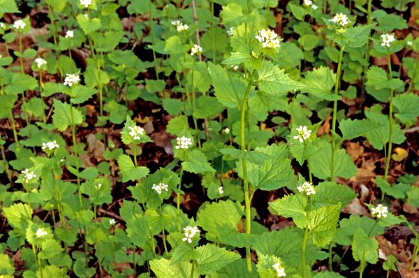 Cost of Garlic Mustard Removal in Irvine