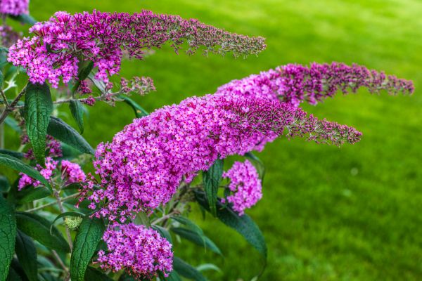 Cost of Butterfly Bush Removal in Irvine