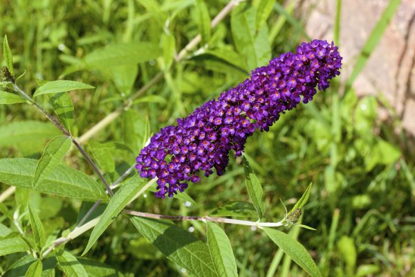 Butterfly Bush Pruning in Irvine