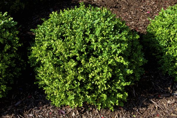 Cost of Boxwood Removal in Irvine