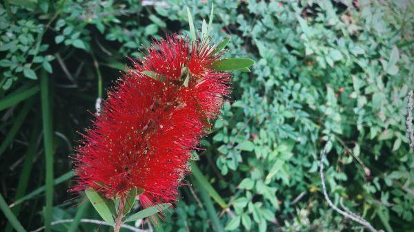 Cost of Bottlebrush Pruning in Irvine