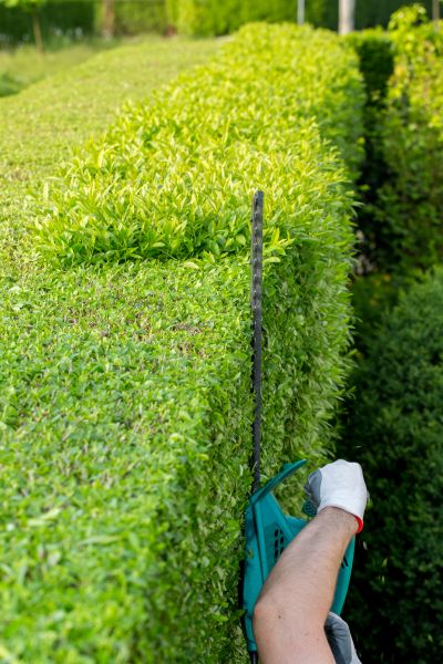 Hedge Trimming in Irvine